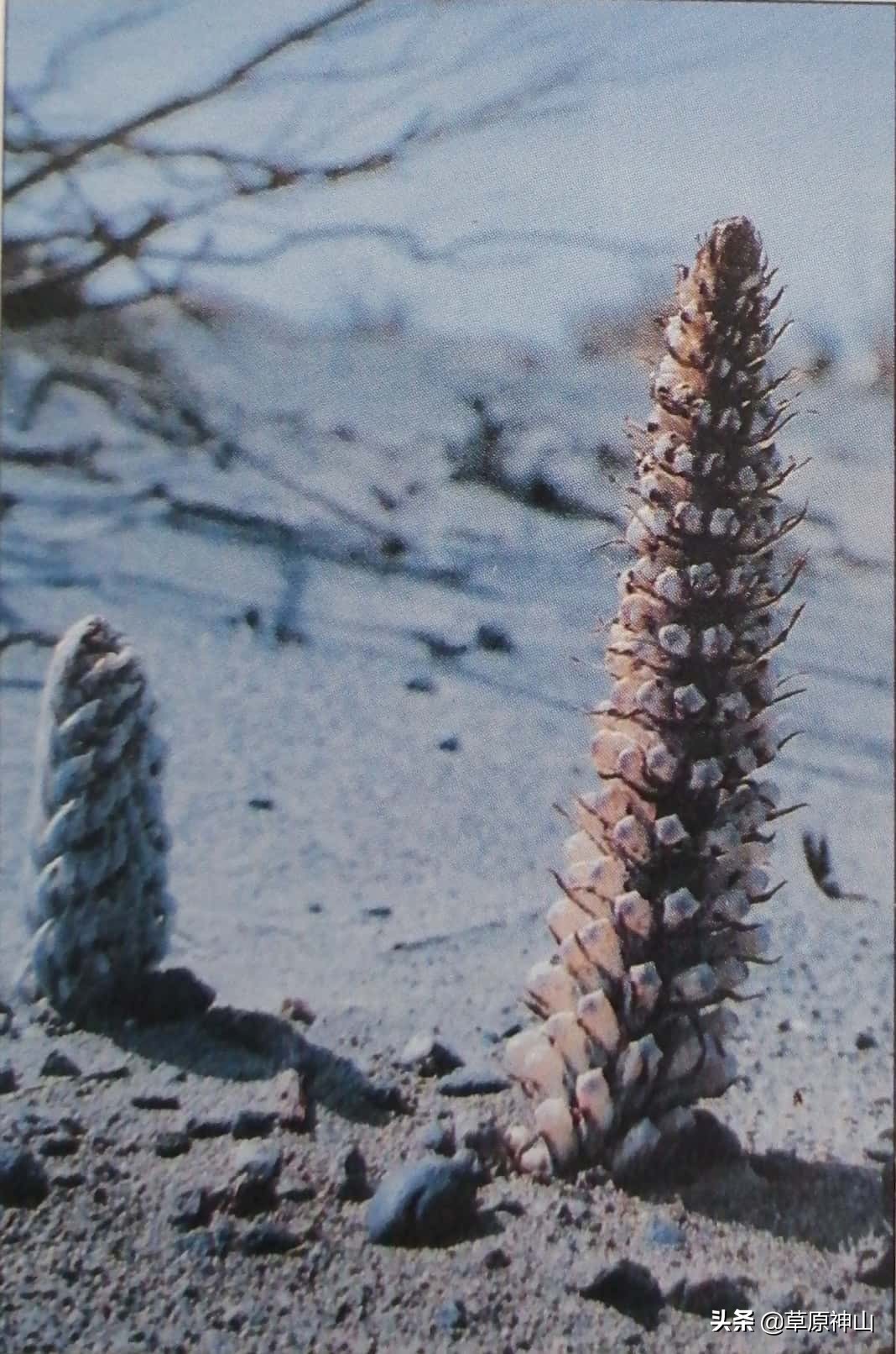 人参苁蓉锁阳能一起泡酒吗,阿拉善沙漠苁蓉