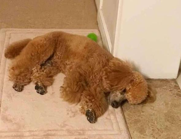 泰迪身上有螨虫的表现,泰迪出现哪些症状