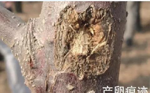 苹果树钻木虫怎样防治,钻木虫怎么消灭最快