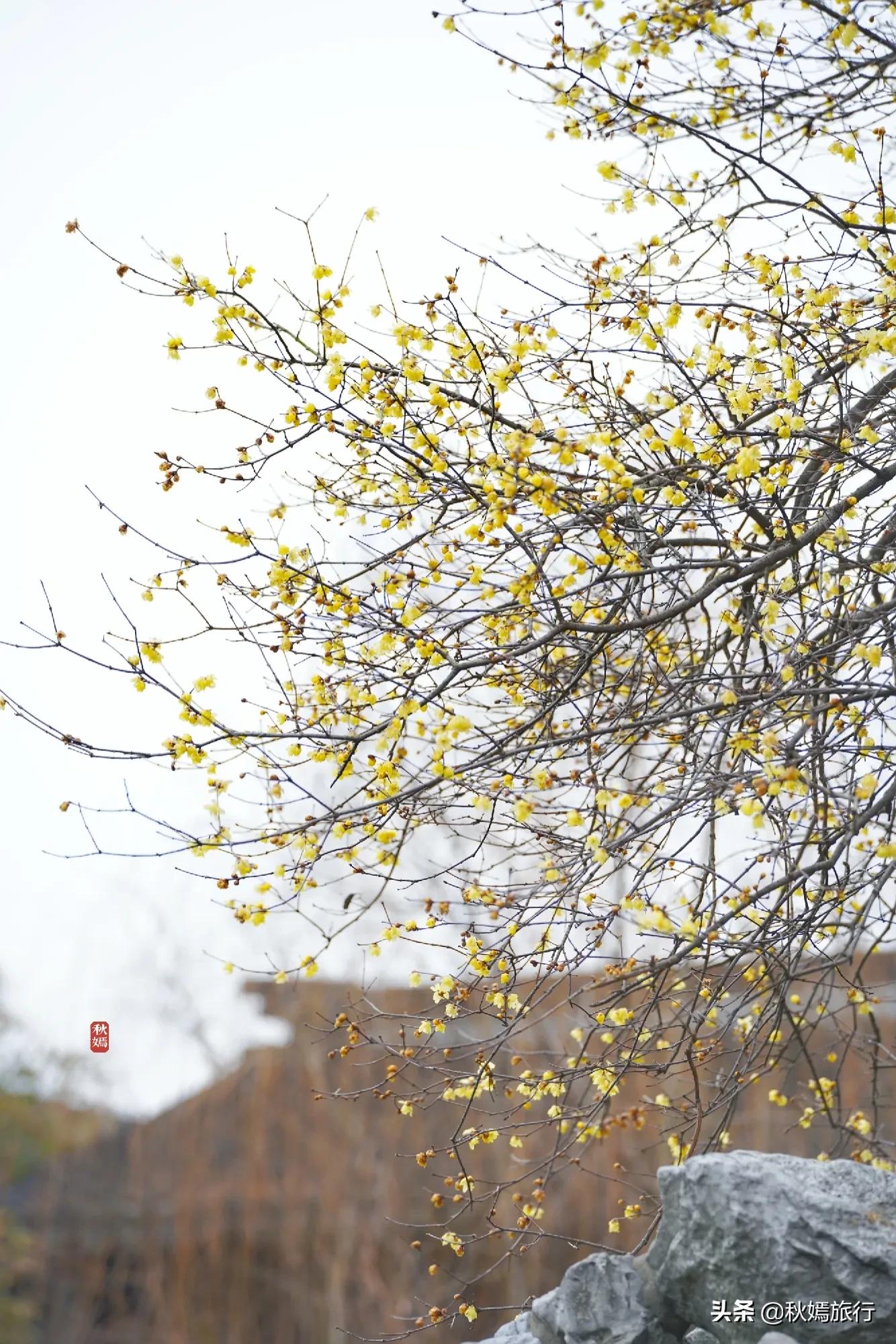 冬游常熟燕园赏蜡梅花,方桥头梅干菜扣肉饼5元一只,顾客盈门