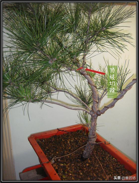 黑松盆景长杆拿弯缩枝技巧 (黑松盆景成型后的后期修剪养护)