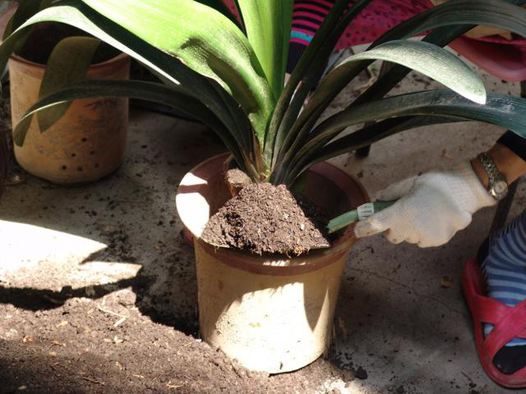 君子兰如何过冬保暖,家养君子兰注意事项