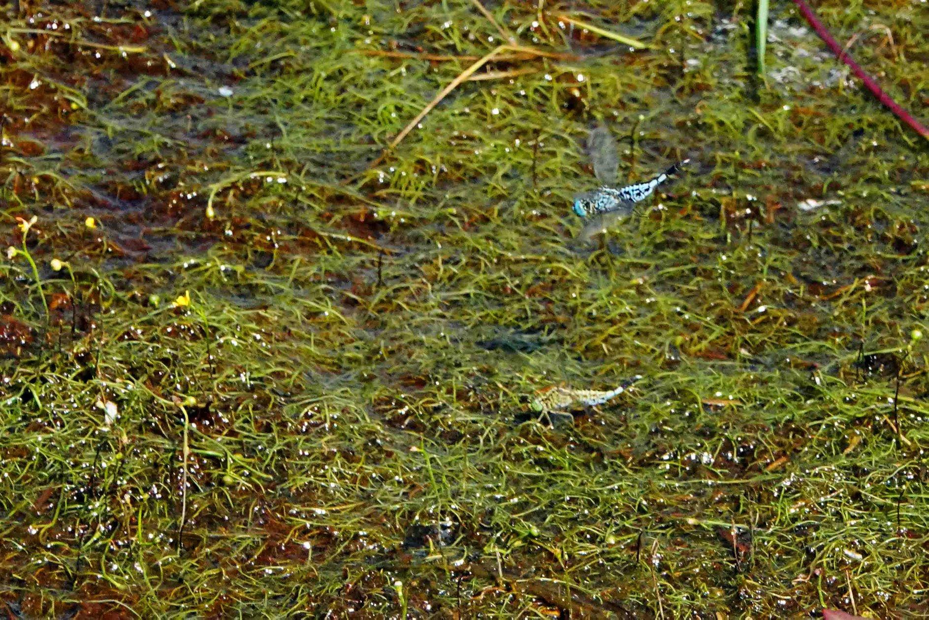 蜻蜓点水雁过留声,蜻蜓点水的收获