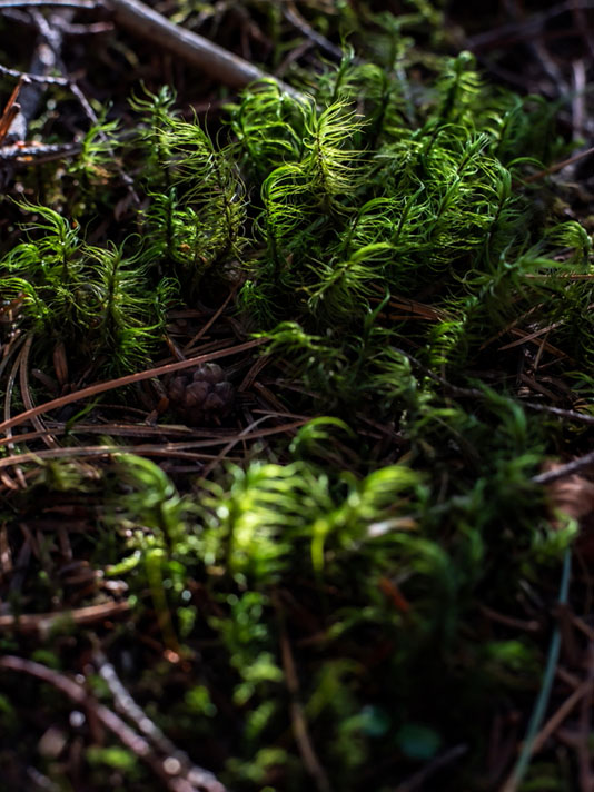 生活中苔藓,苔藓的一生经历了几个阶段