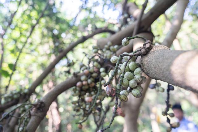 观音山风景如画,观音山美景精彩视频