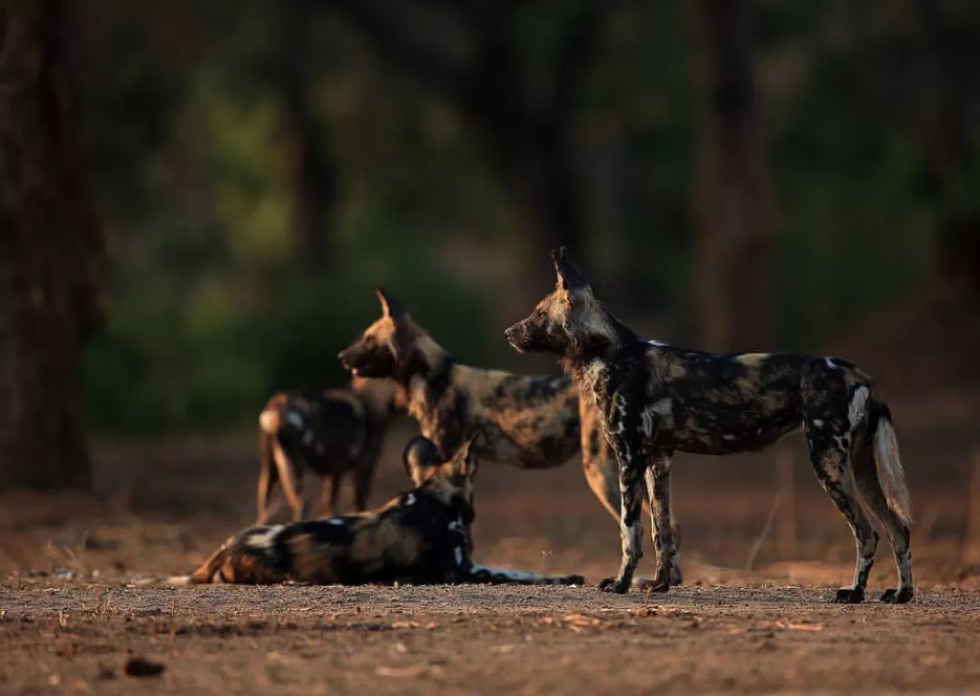 非洲猎游全攻略，让你分分钟玩转非洲草原
