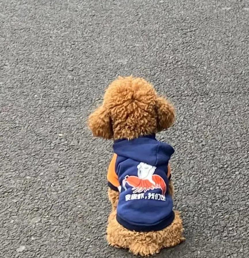 猫咪长了像胡子一样的毛 (为什么一个月多的猫咪毛发很凌乱)