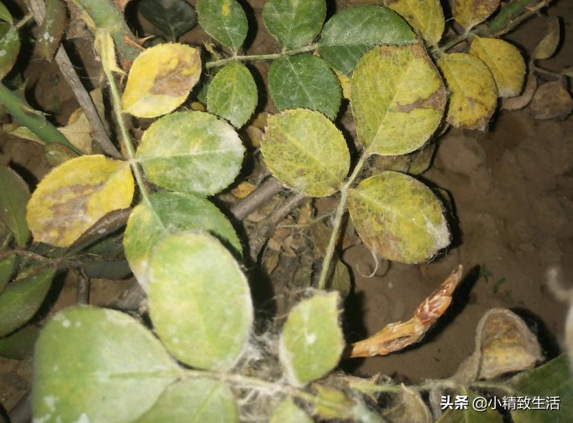 月季花是“药罐子”,常见10种病虫害,预防第一,救治第二