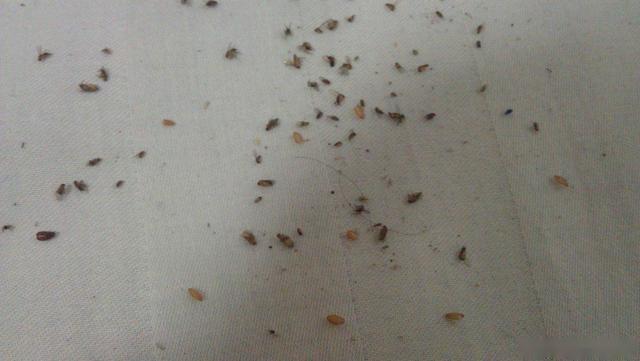 屋里有飞虫怎么驱虫最有效方法,家里驱飞虫最有效的方法