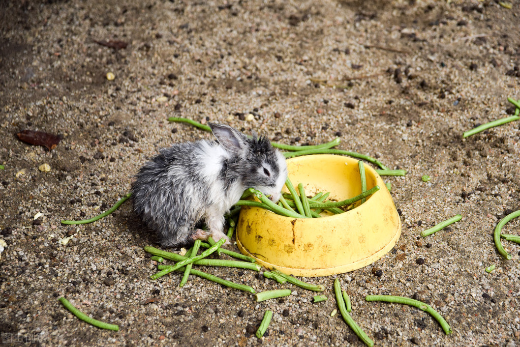 兔子受伤了它自己怎么治病,兔子受伤自己会痊愈吗