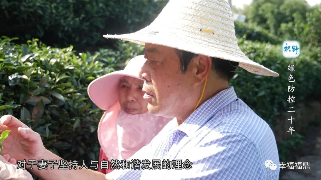 绿色茶园除草剂,无除草剂的茶园