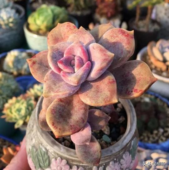 养了一年的紫乐锦没多大变化,紫乐多肉怎么爆侧芽