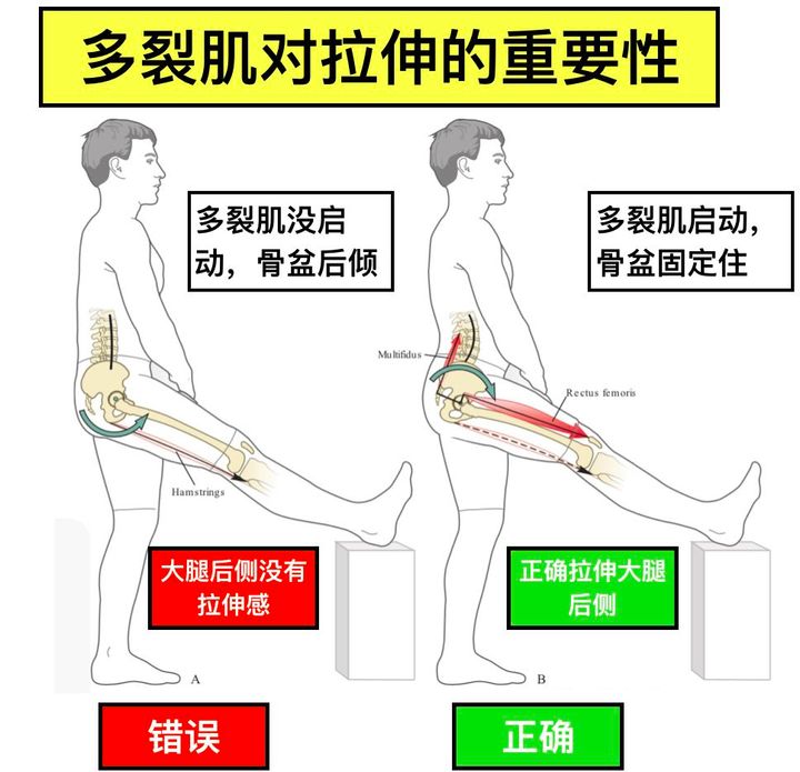 腰突的怎么拉伸大腿后侧,臀部拉伸和大腿后侧拉伸
