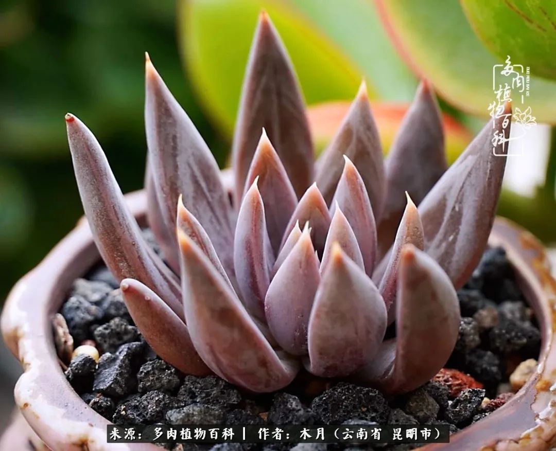 浅冬多肉，终有美好在等候