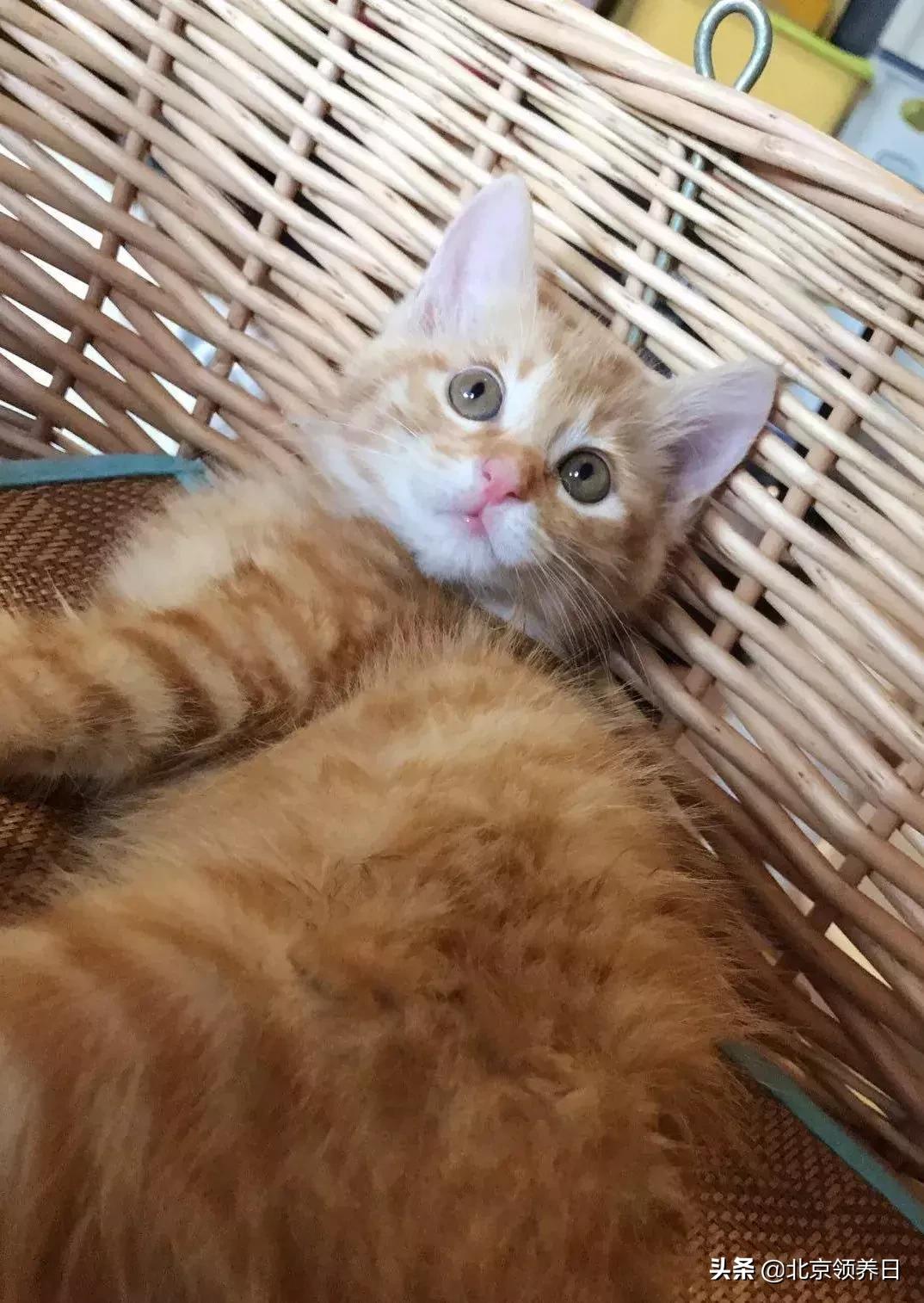 #领养代替购买#给它们一个家|线上宠物领养日,20190608加场