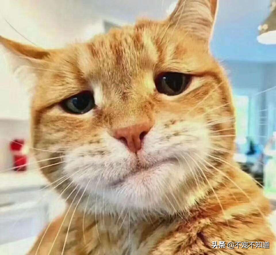 猫咪肺炎呼吸困难能治愈吗,猫咪感染肺炎症状