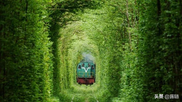 夏日的绿，苍翠而饱含诗意