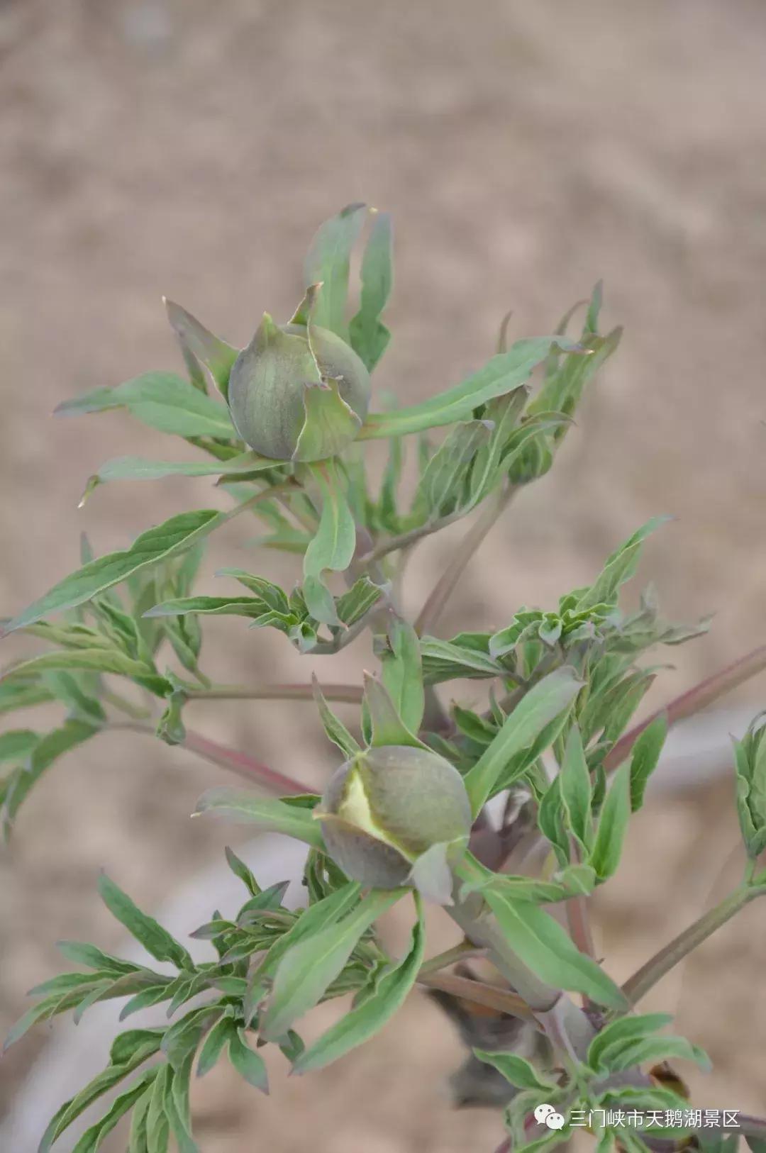 三门峡牡丹苑景区,三门峡牡丹苑的视频