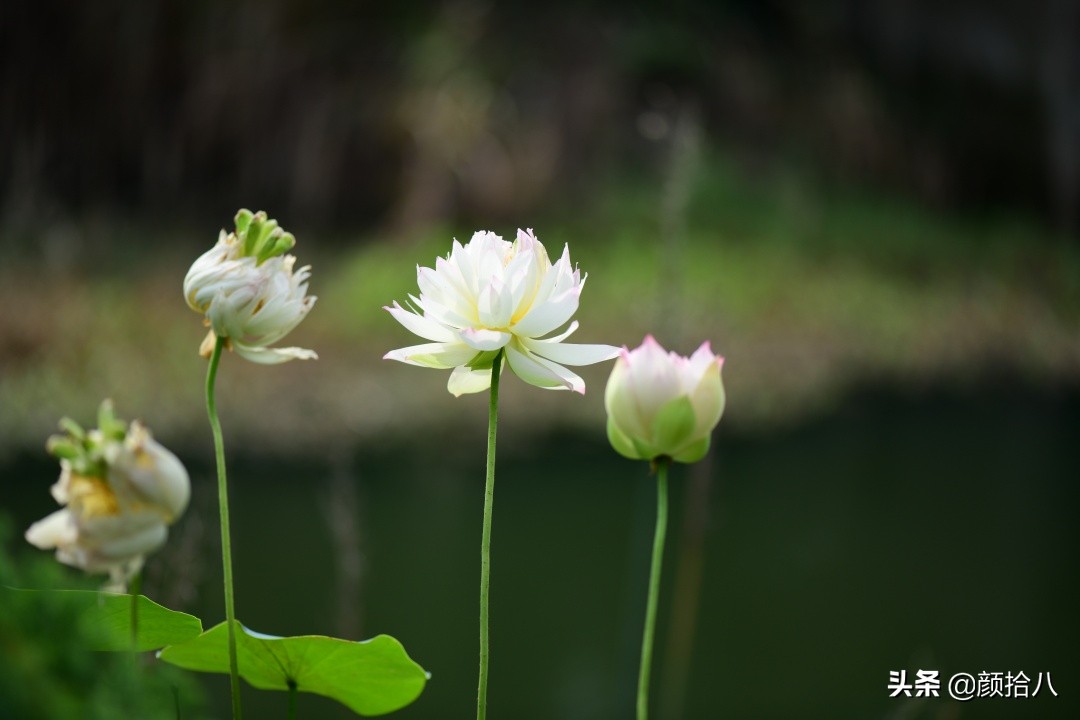 碗莲种藕生长到开花全过程,碗莲种植方法和时间图片