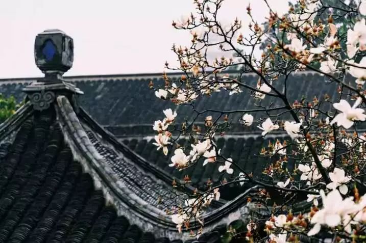 山花野鸟｜园林花语