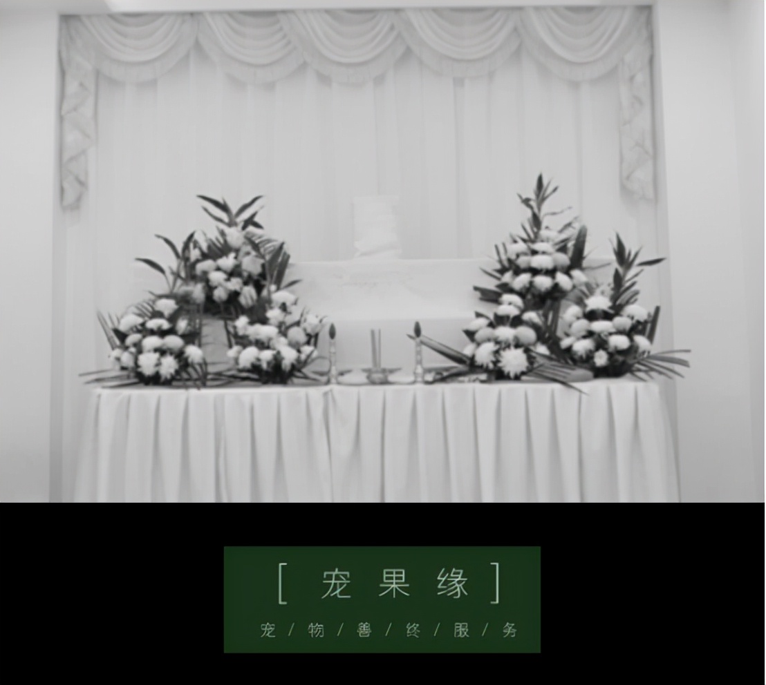 宠物死亡后怎么调节心理,宠物离世安抚措施有哪些