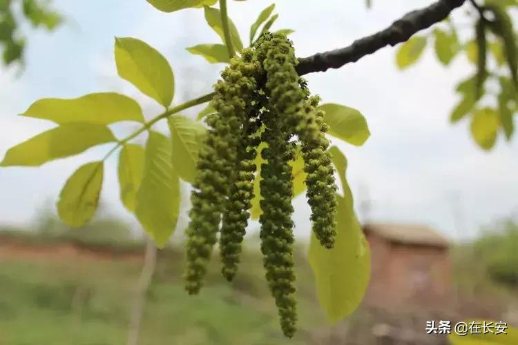 陕西的青皮核桃,陕西人儿时记忆饭菜