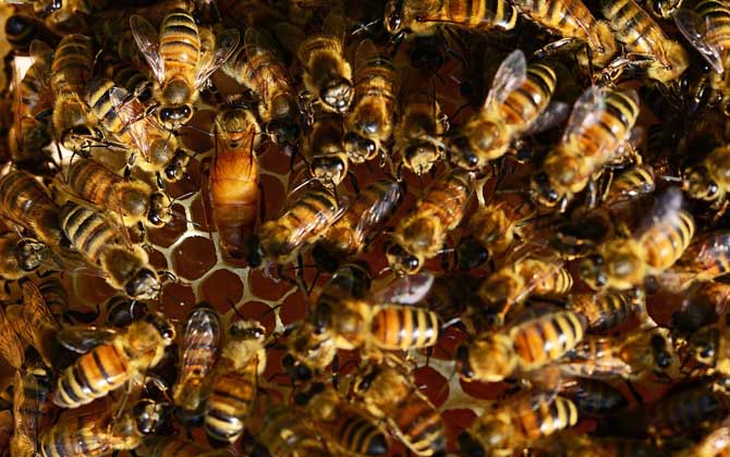 蜜蜂病害与敌害防治大全