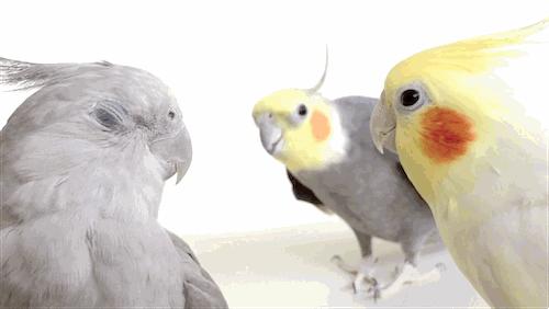 只要19.9元!3000+昆虫萌宠来袭!首届昆虫萌宠主题沉浸展空降武汉