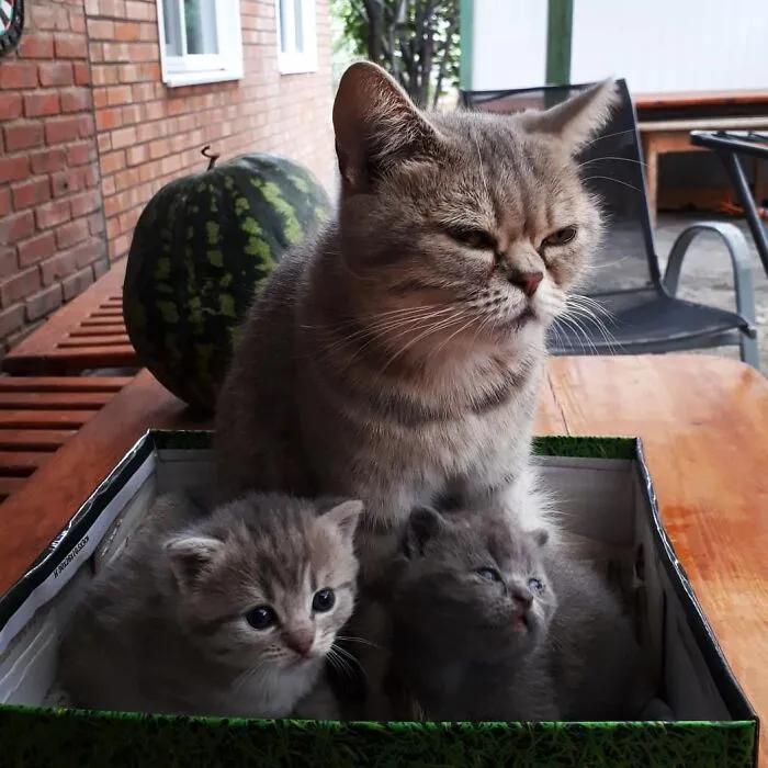 俄罗斯女子收养一只流浪橘猫,俄罗斯女孩收养猫