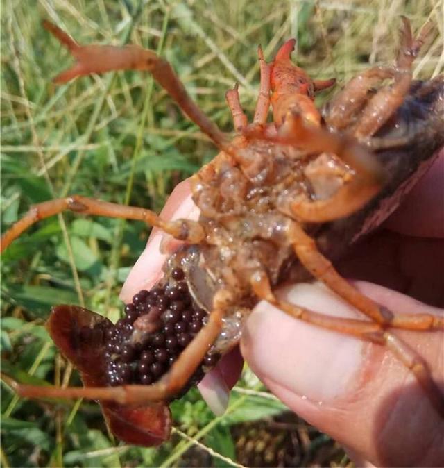 9月份可以放龙虾苗吗,9月份放小龙虾苗到12月份能长多大