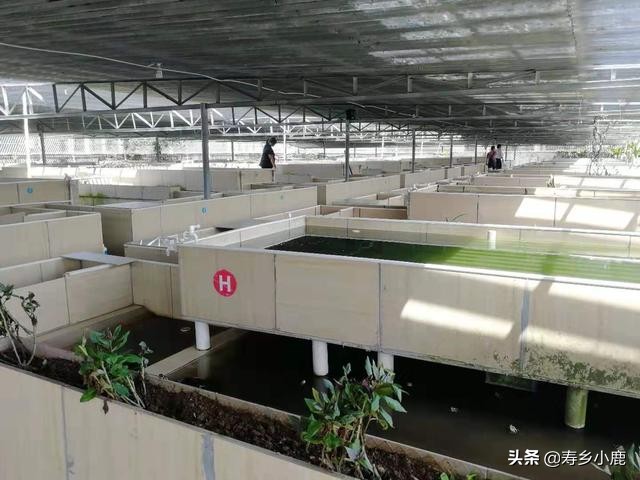 目前冷淡的石金钱龟行情，在未来三年内，价格有无反弹的可能？