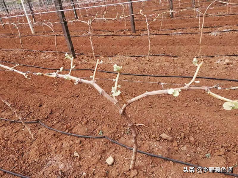 创业种葡萄一亩成本多少,农业种植致富项目葡萄