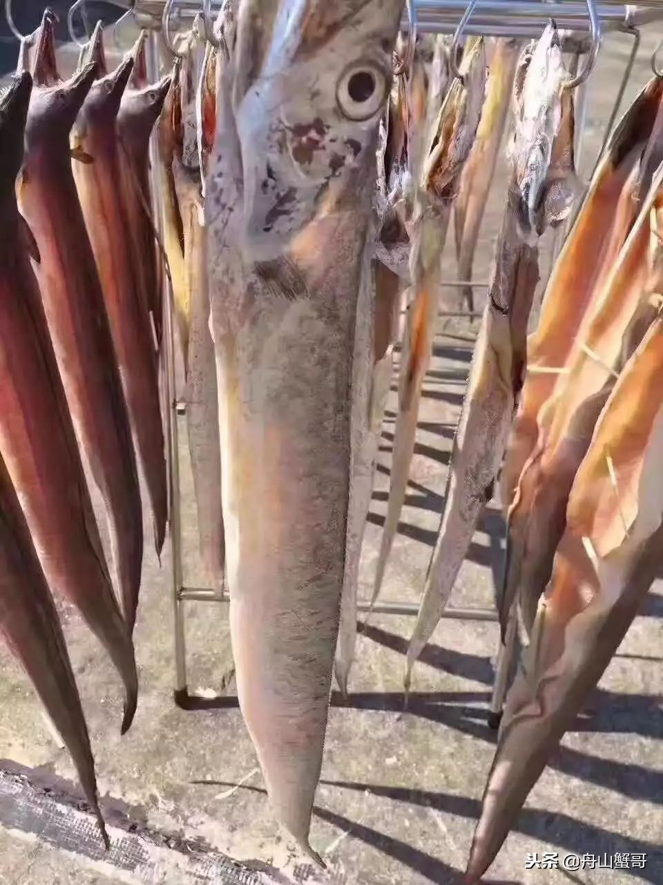 舟山雷达网带鱼250一斤,舟山雷达网带鱼捕捞
