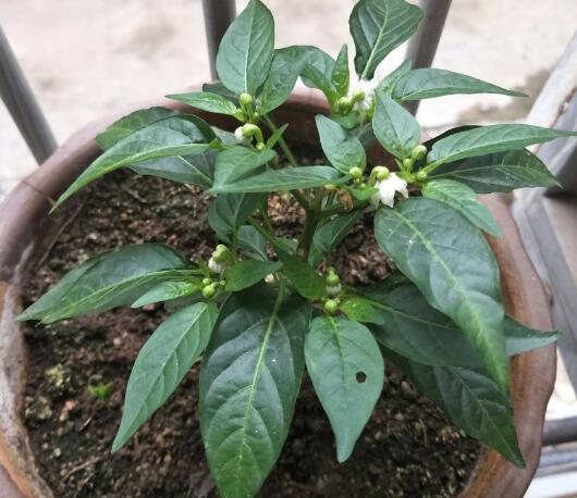 盆栽辣椒结果少,家里盆栽辣椒打枝的正确方法