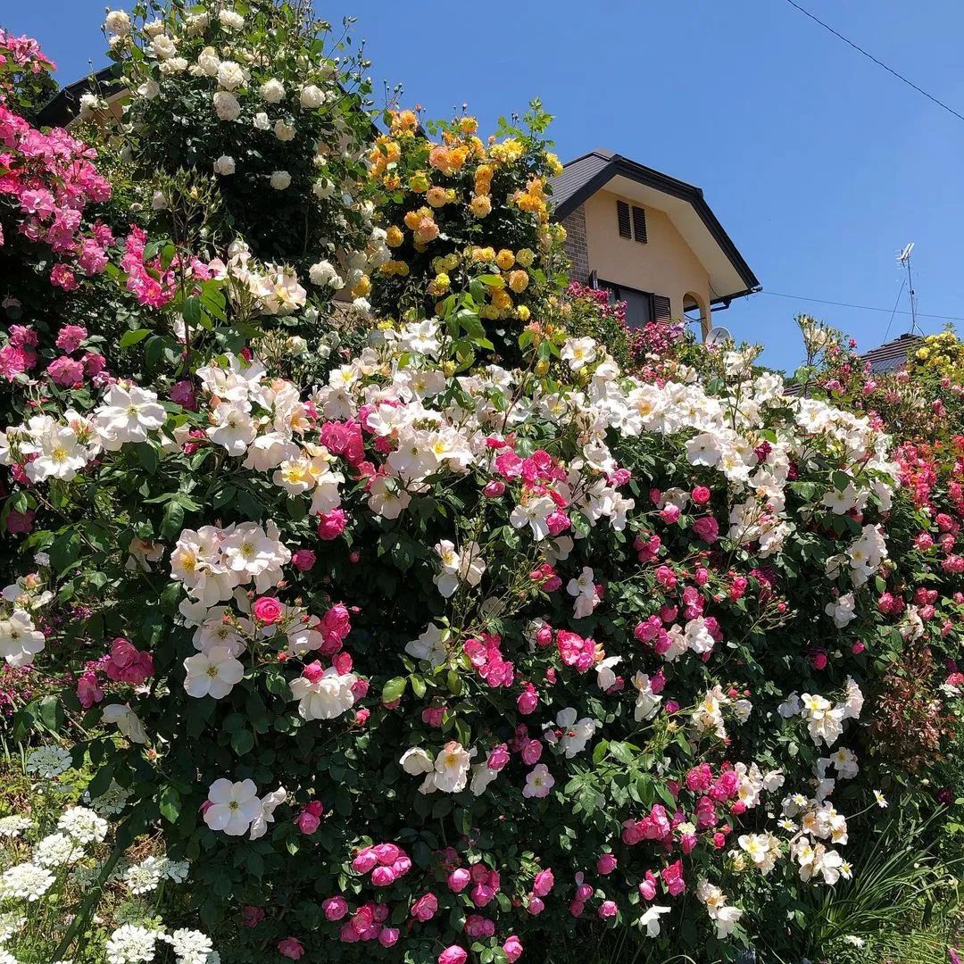 太毒了！“别人家”的月季花园，美到让人窒息