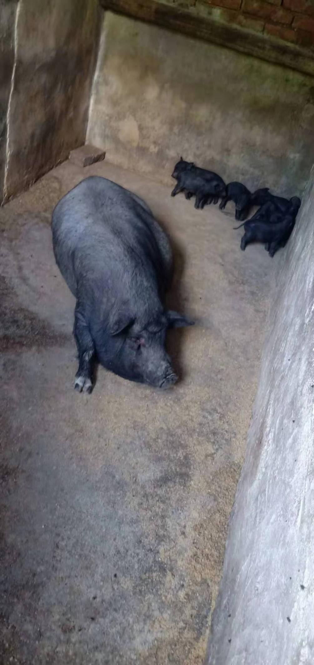 土猪养猪的市场前景,土猪养殖成本与利润