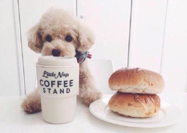 养泰迪犬不可以吃什么,养泰迪怎么不让它叫呢