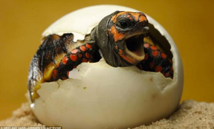 正在进化中的神奇物种,科学家发现的奇妙物种