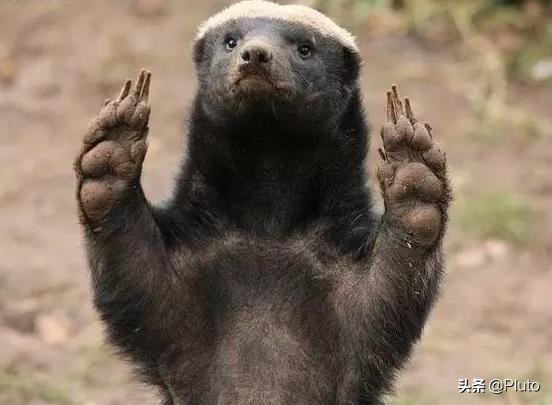 社会平头哥大战凶猛的比特犬,比特犬对战平头哥实战视频