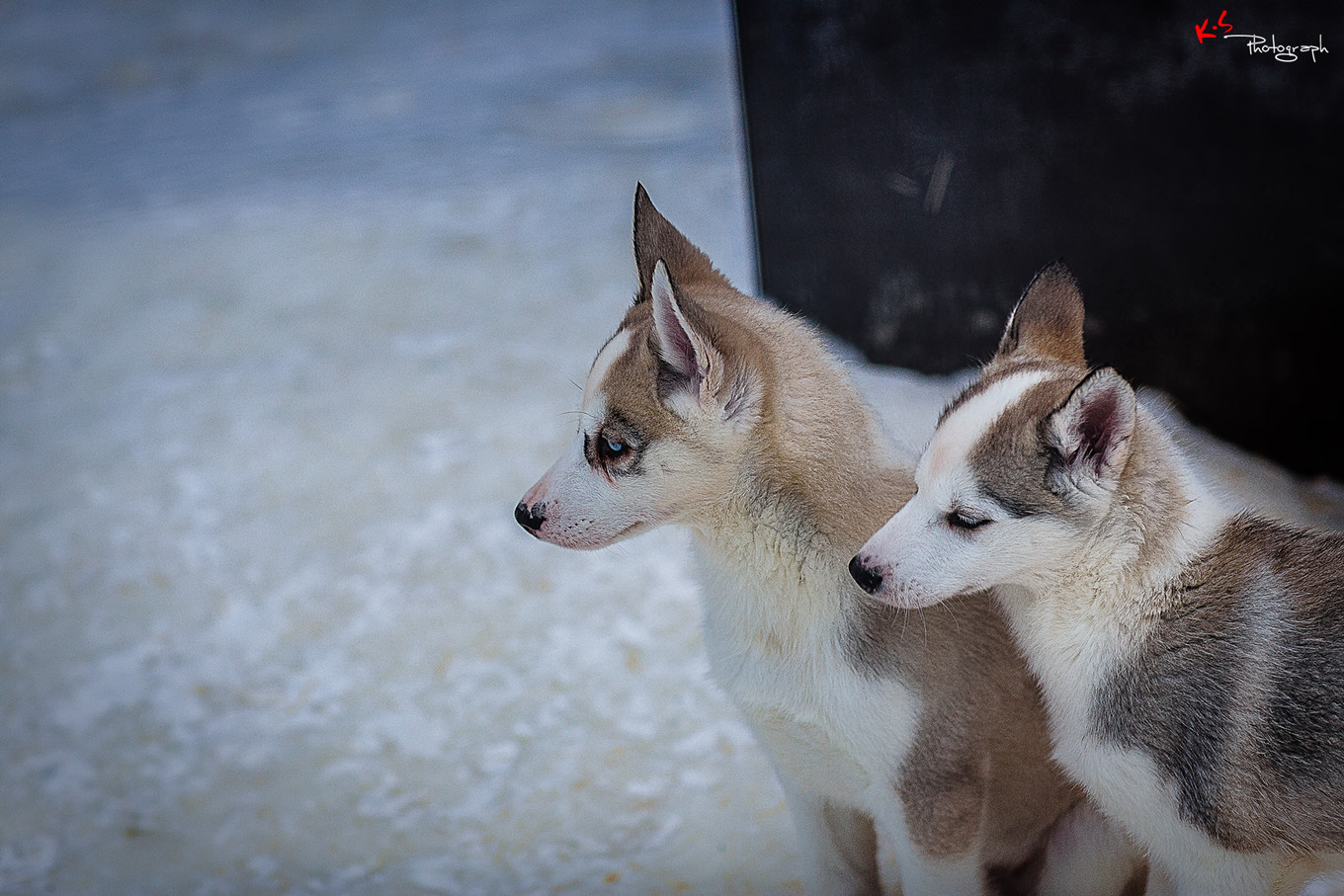 果小姐的日常,果小姐的慢生活