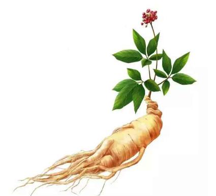 喝泡的人参酒对身体有什么好处,人参酒的好处和副作用