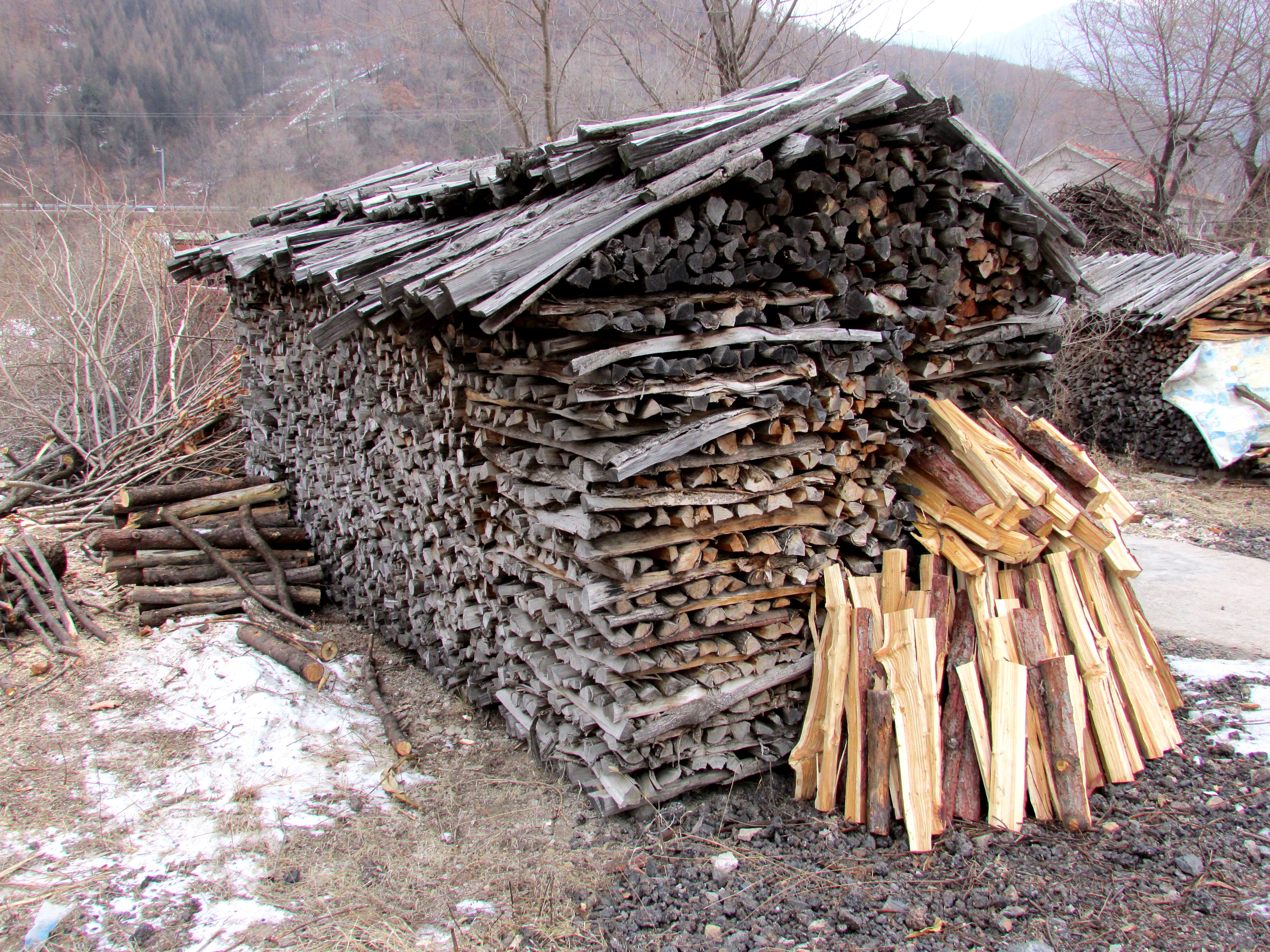 东北杀年猪来吃猪肉,老东北杀年猪