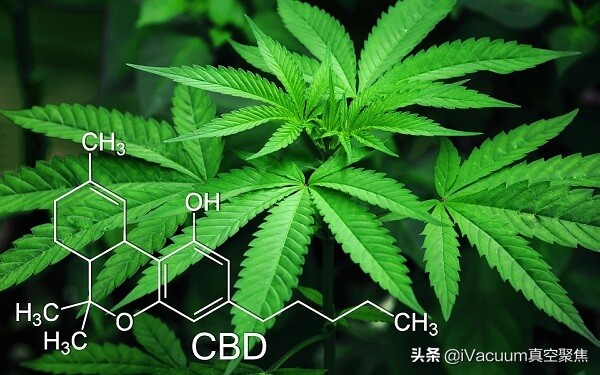 都在说的工业*麻大**究竟是什么？对国内相关行业有什么启示？