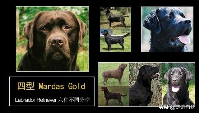 拉布拉多犬特点和缺点分析图,拉布拉多犬形态标准图