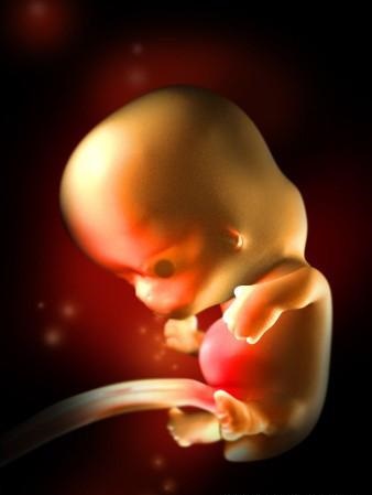 胎儿发育全过程标本,是否能看到胎儿的发育过程