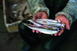 由河港连接万家的中国威尼斯--靖江