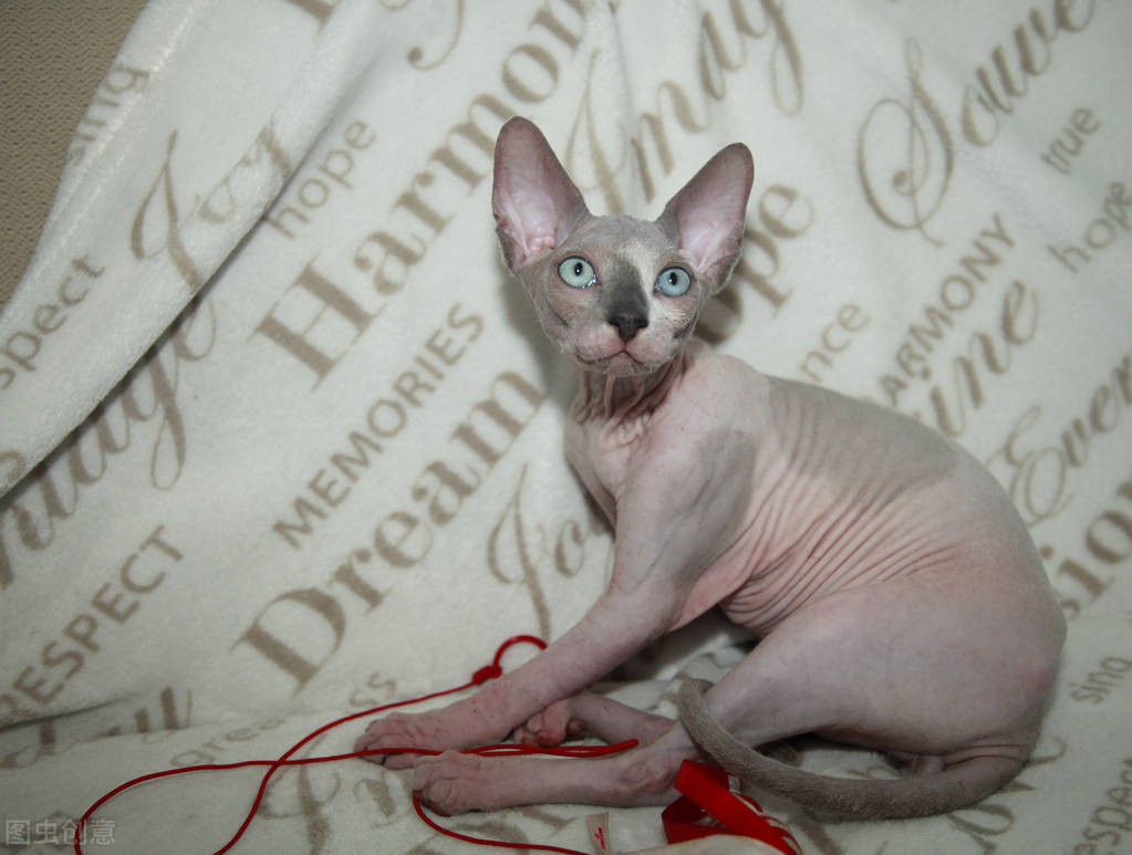 猫咪打架伤口化脓怎么处理,猫抓的伤口化脓了