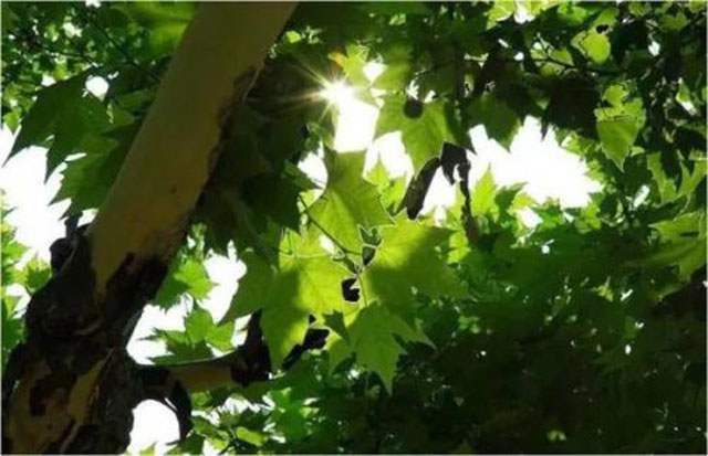 洁癖倪瓒,倪瓒的洁癖故事