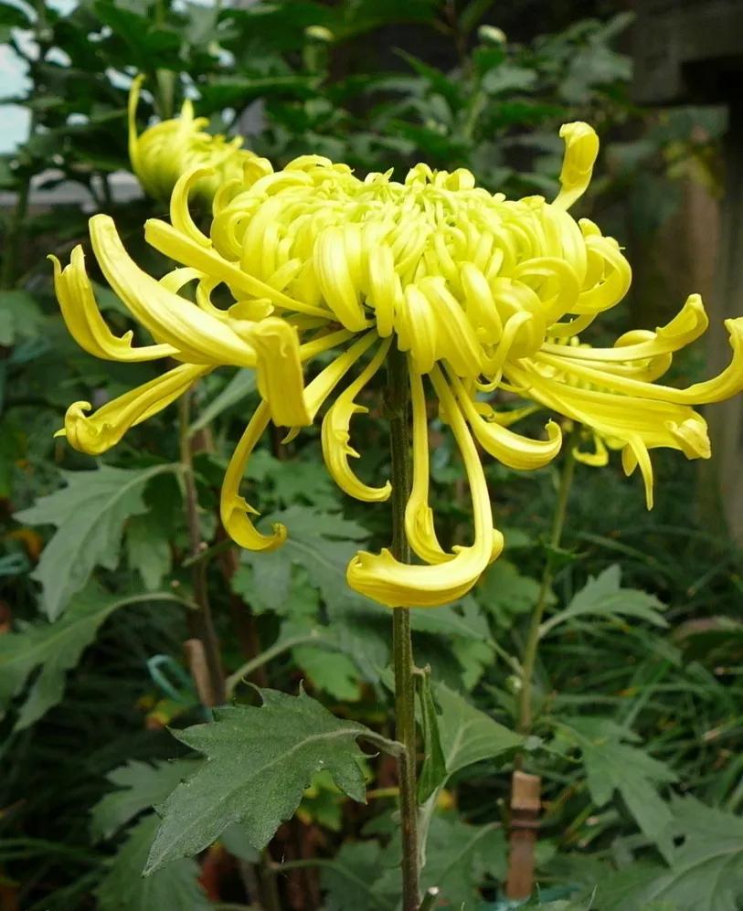 想弄清菊花的看过来，这里有你想要的答案