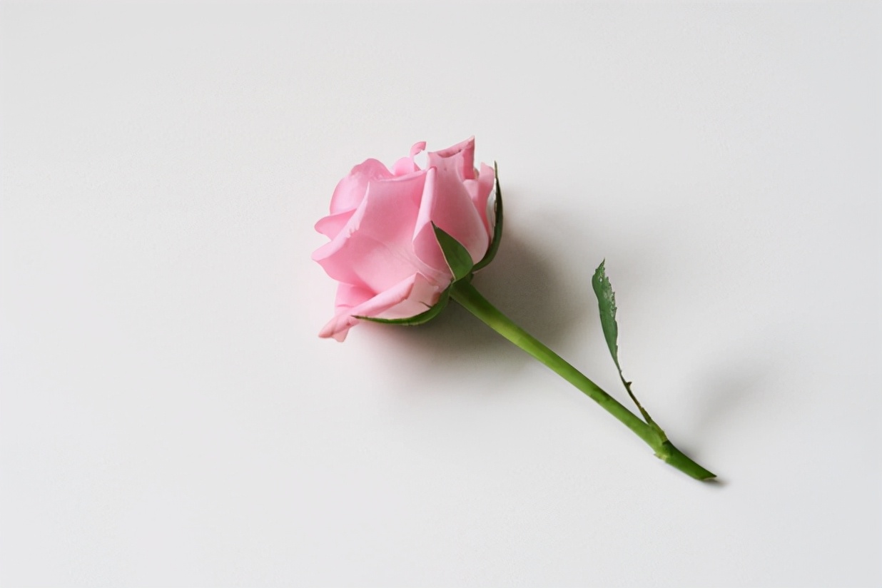 七夕｜以燕窝之名，宠爱她，让她每天都是情人节